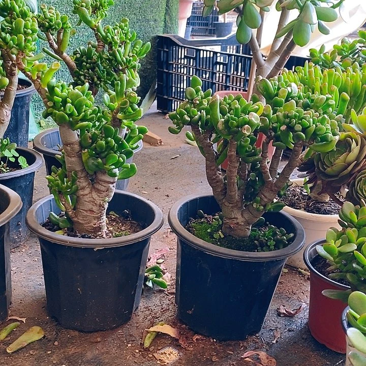 马蹄吸财树一物一拍多肉植物
