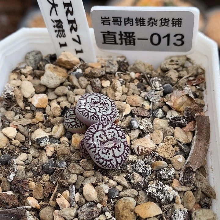 大熊种源RR714墨4头群