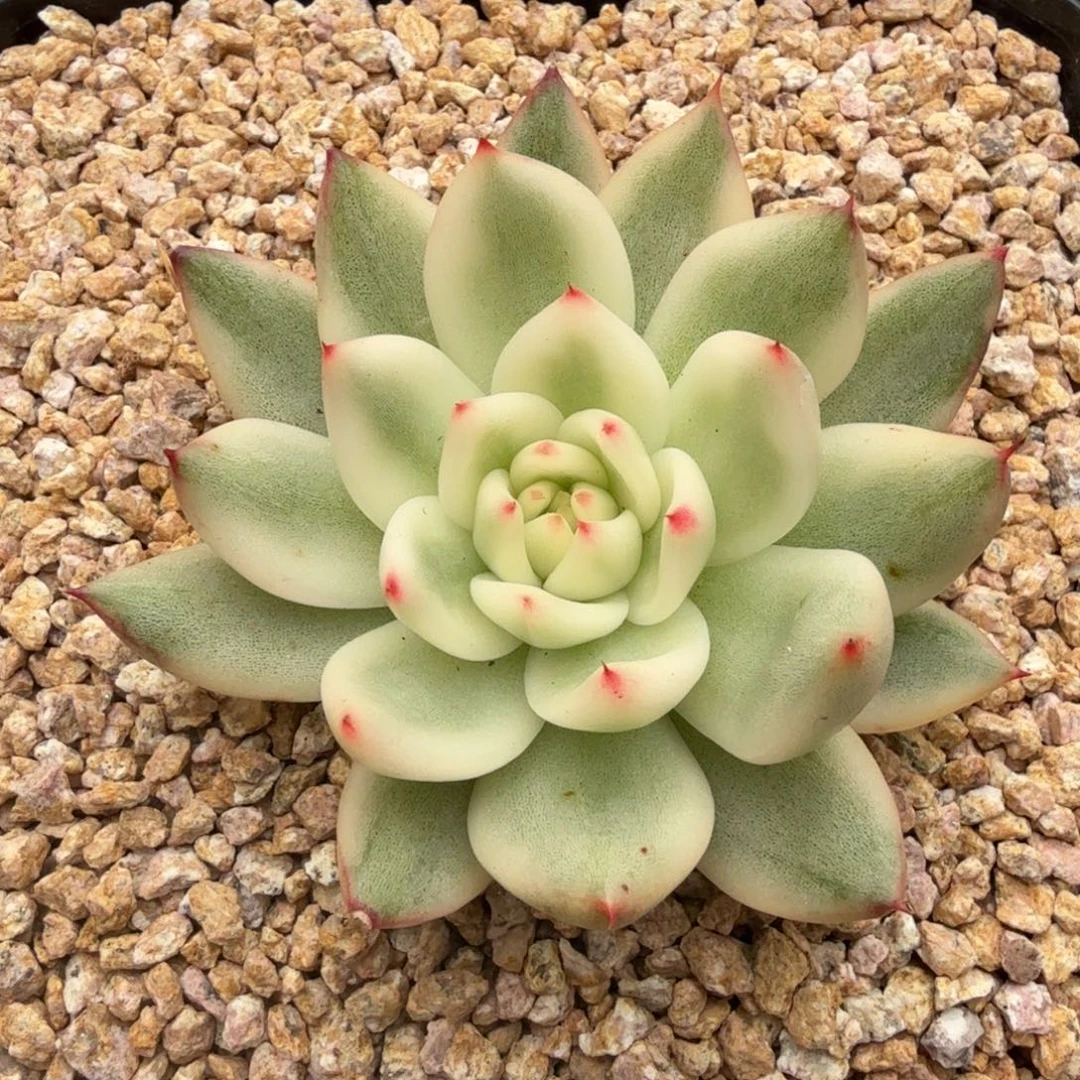 摩根锦锦上园艺一物一拍