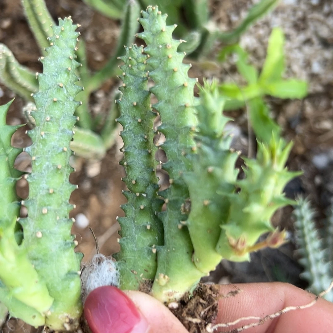 多肉植物多肉植物