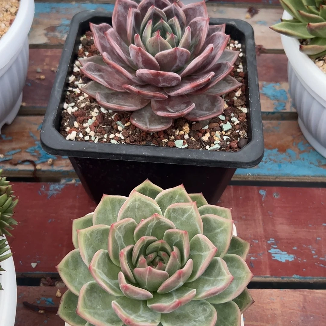 多肉植物与一物共生植物