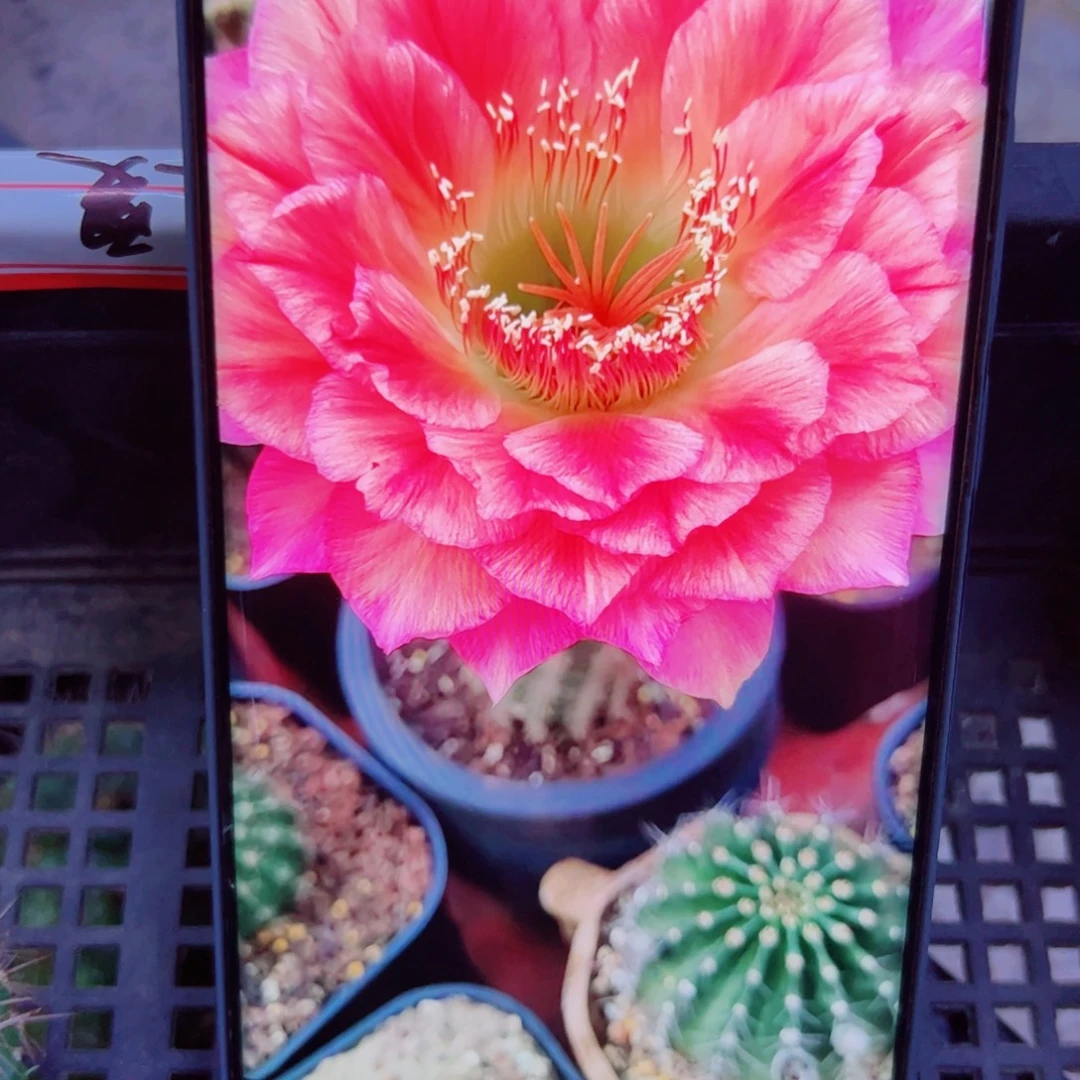 下49毛立夏歪掉刺无根侧芽5公分左右20包邮