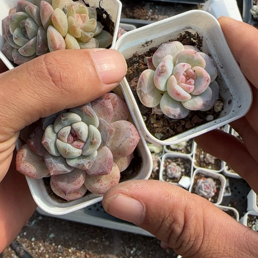 小卡拉米糖心一物一拍