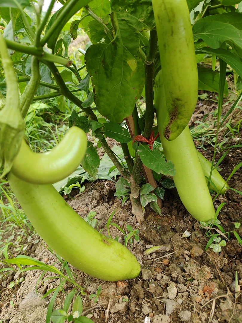 湖南攸县本土青皮绿茄子新鲜农家露天种植当季蔬菜
