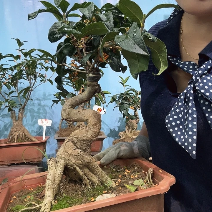 用***9无花朵四季丹11111111