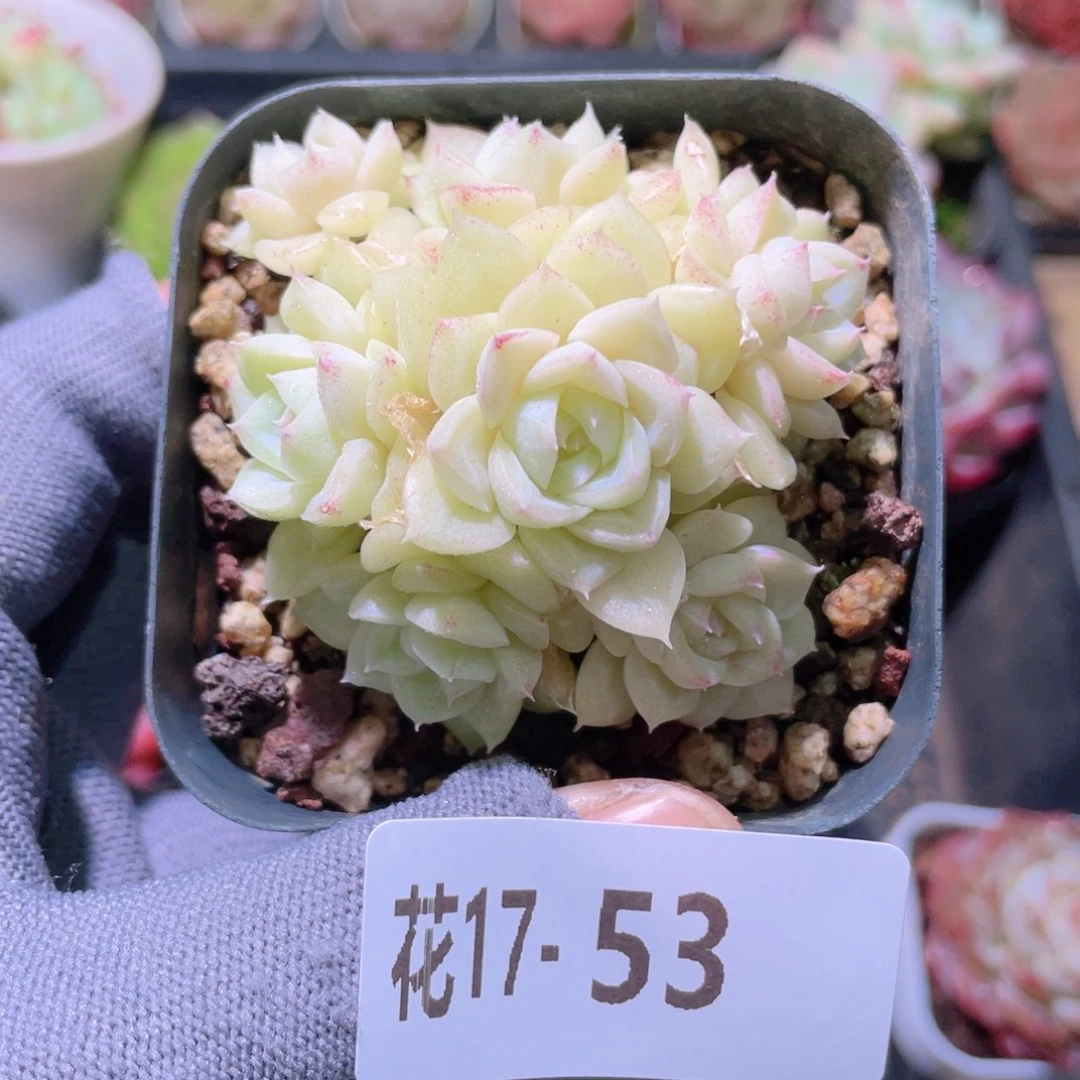 花利美17-53白天鹅