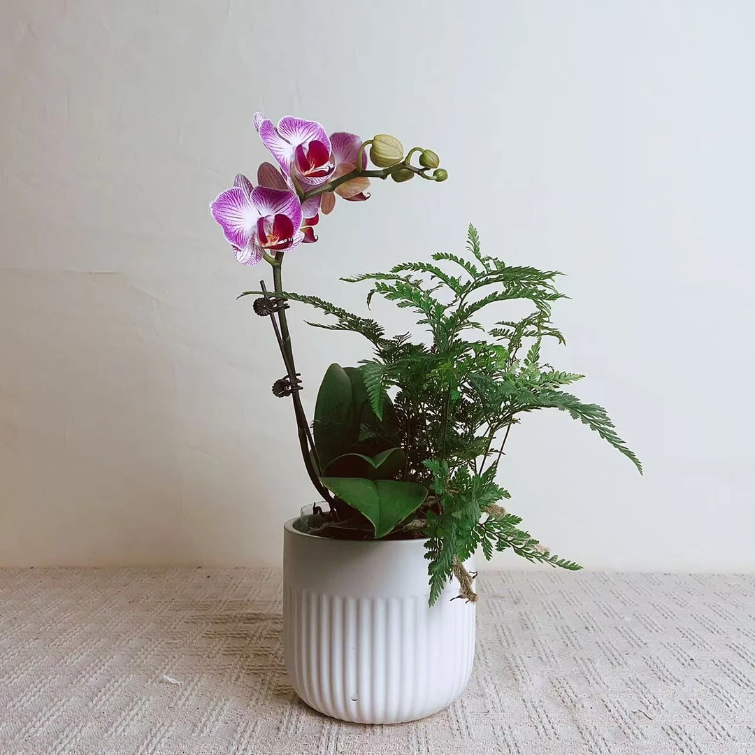 桦艺优选【富贵鸟】蝴蝶兰轻奢绿植花卉艺术高级盆栽植株很好养