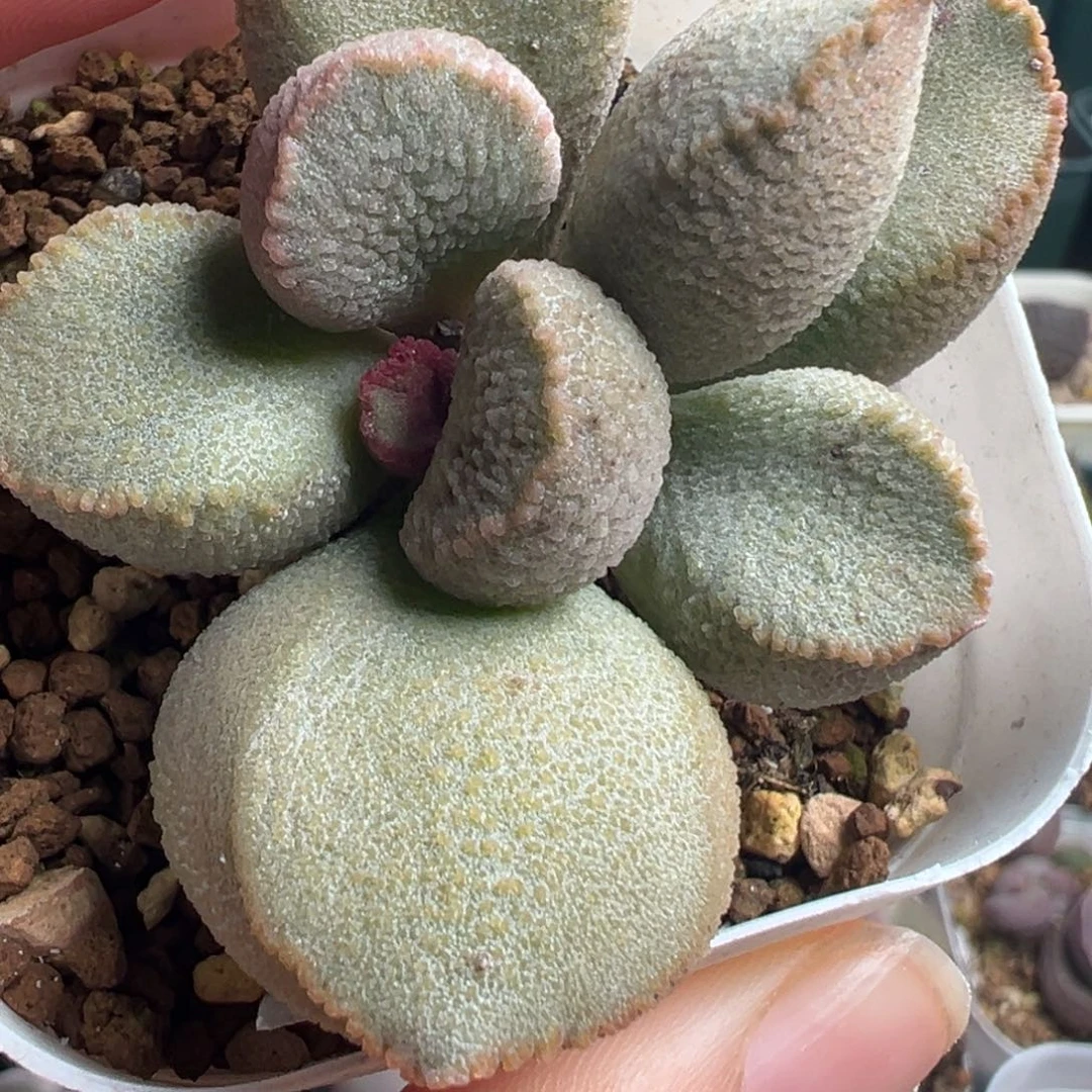 892胖嘟嘟一颗厚叶片