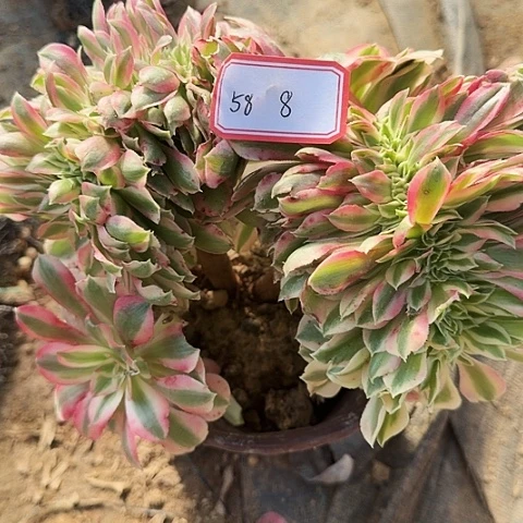 多肉植物女巫缀化58