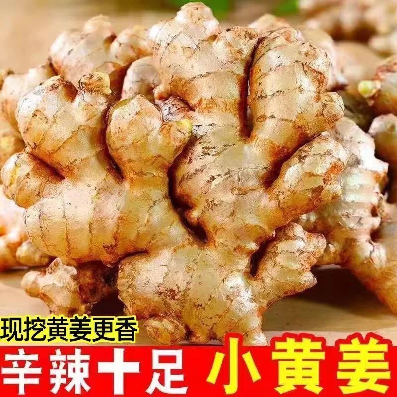 顺丰包邮云南小黄姜洋姜老姜沙姜土姜香味浓郁辛辣够味现挖