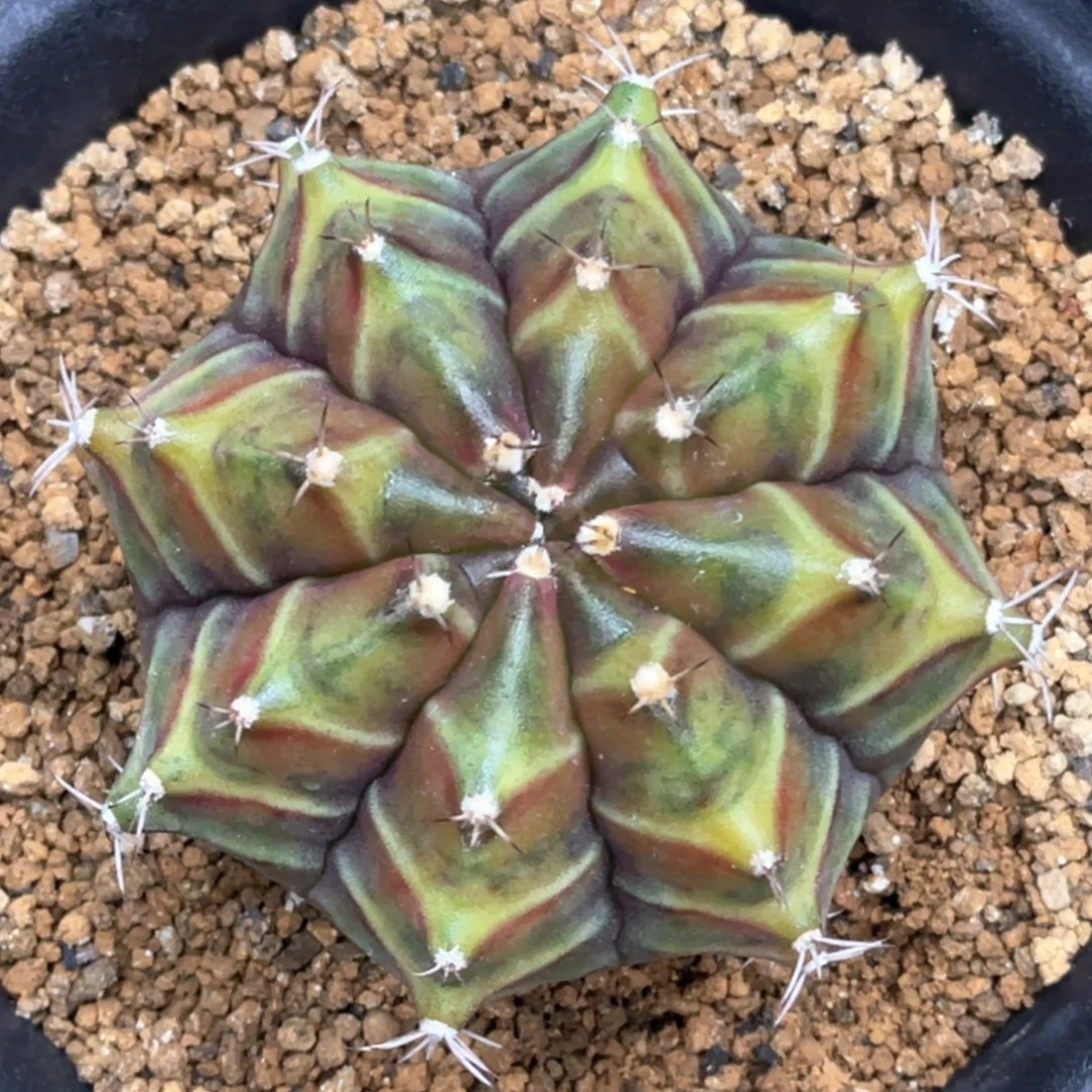 当前无花朵，栽培后可花朵乌贼B