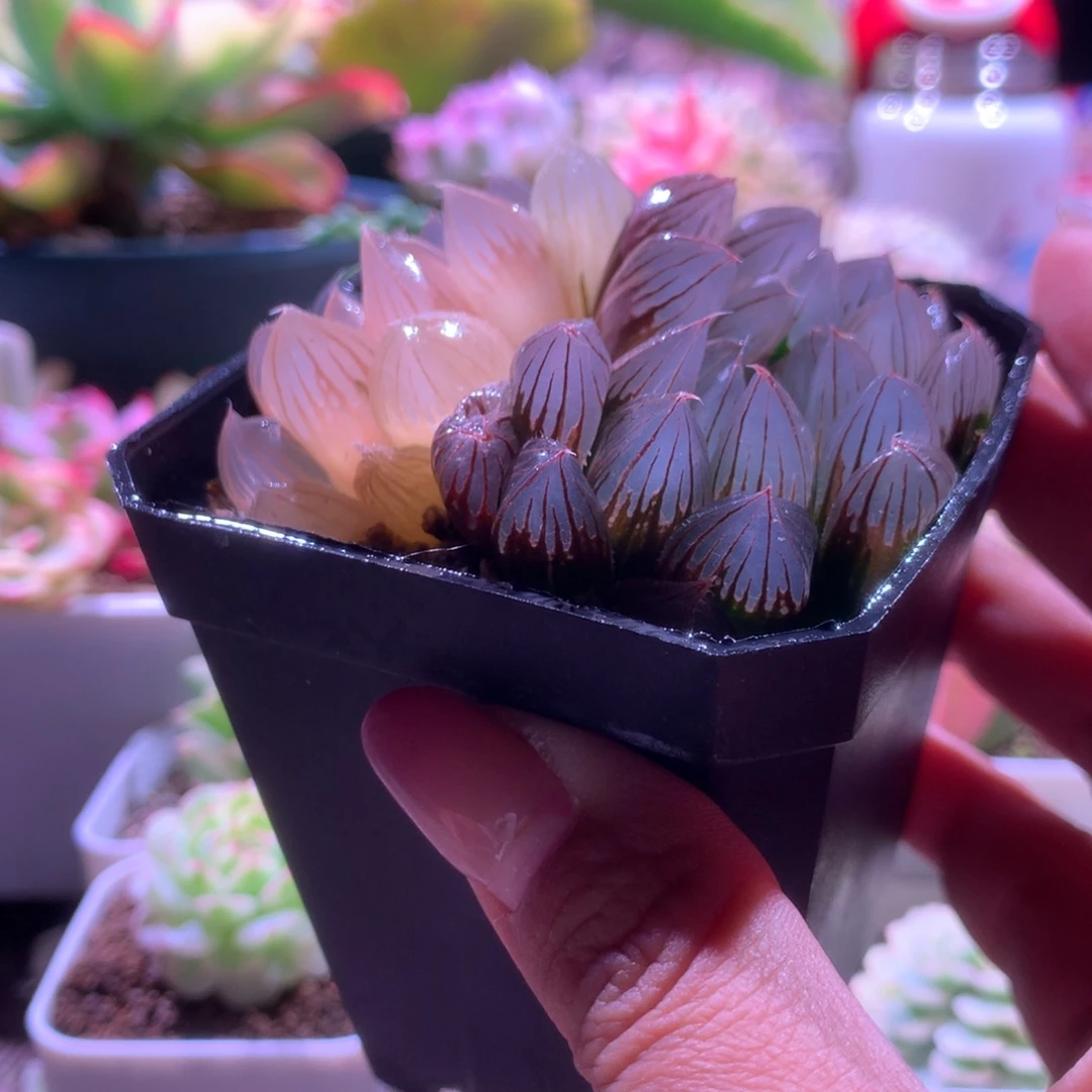 玉露锦锦锦锦锦锦