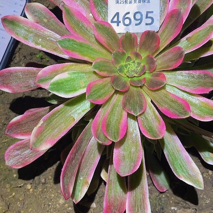 4695粉琉璃多肉植物