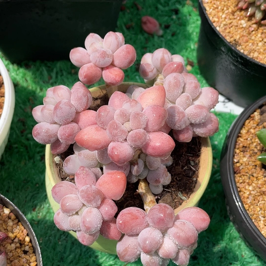 多头无砍粉色恋人多肉