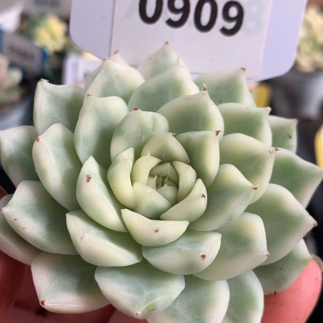 909麦秆头盖gggggg