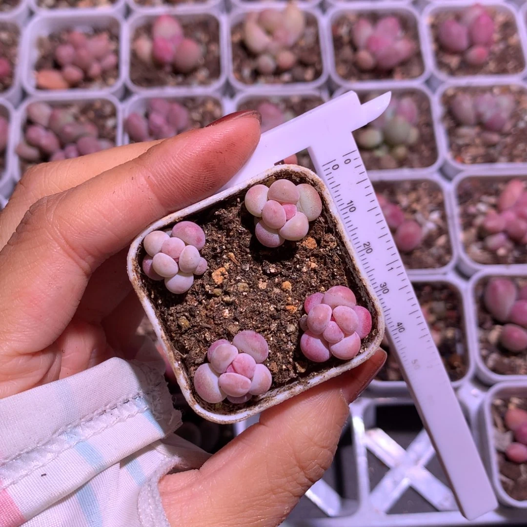 噜***啦奶黄.粉泡泡.mini.沫兰