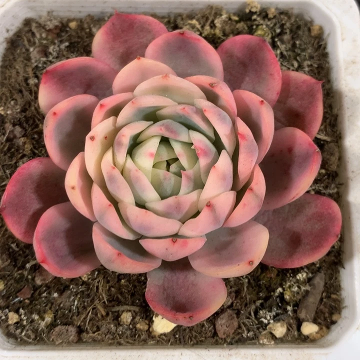 韩水晶锦，一物一拍