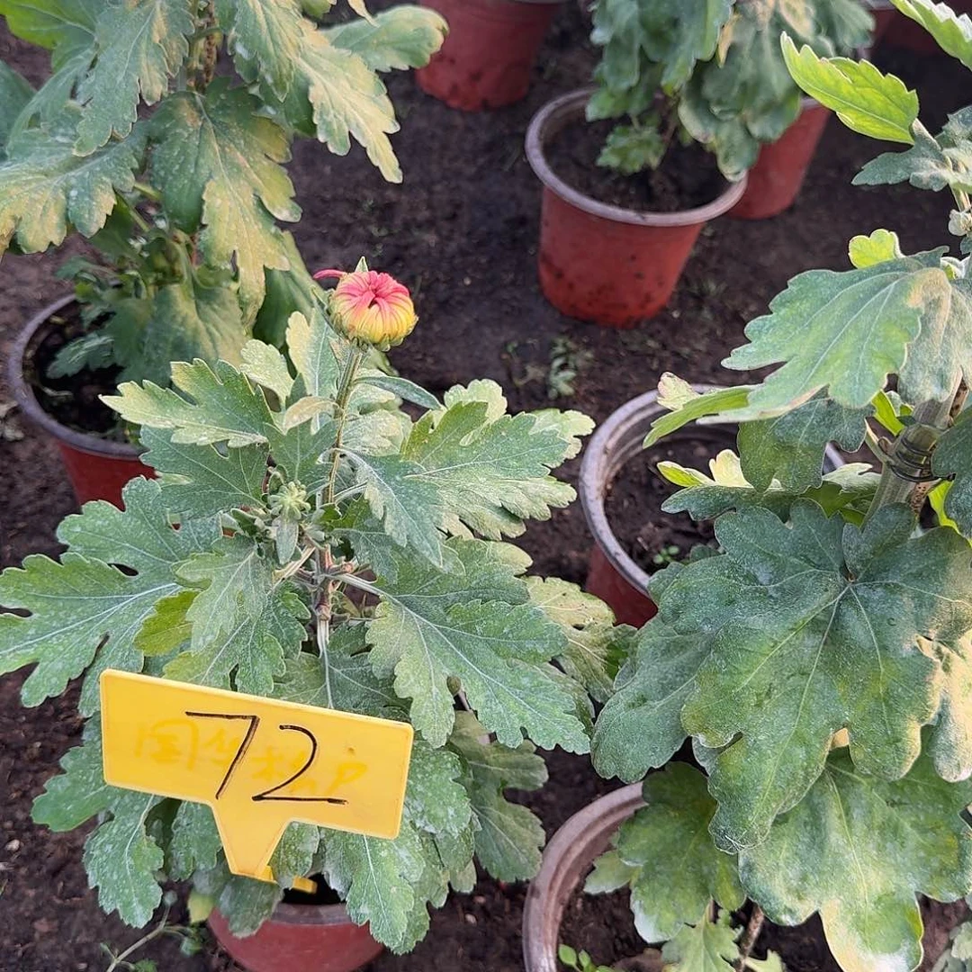 蕊***希大部分花苞少量开放72金红