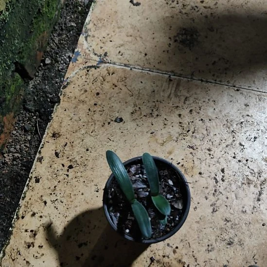 可***人完全开放君子兰完全开放