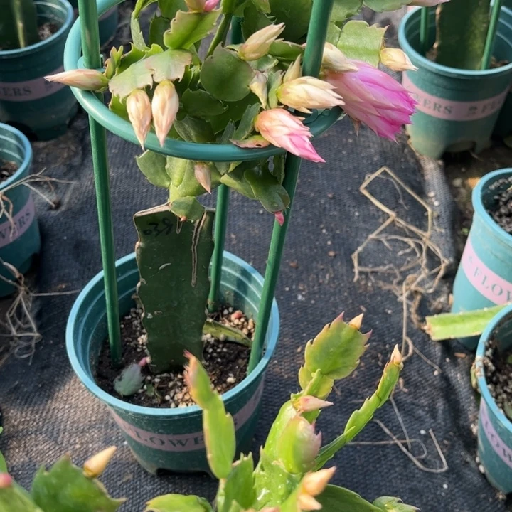 幸***儿70号038，00000000