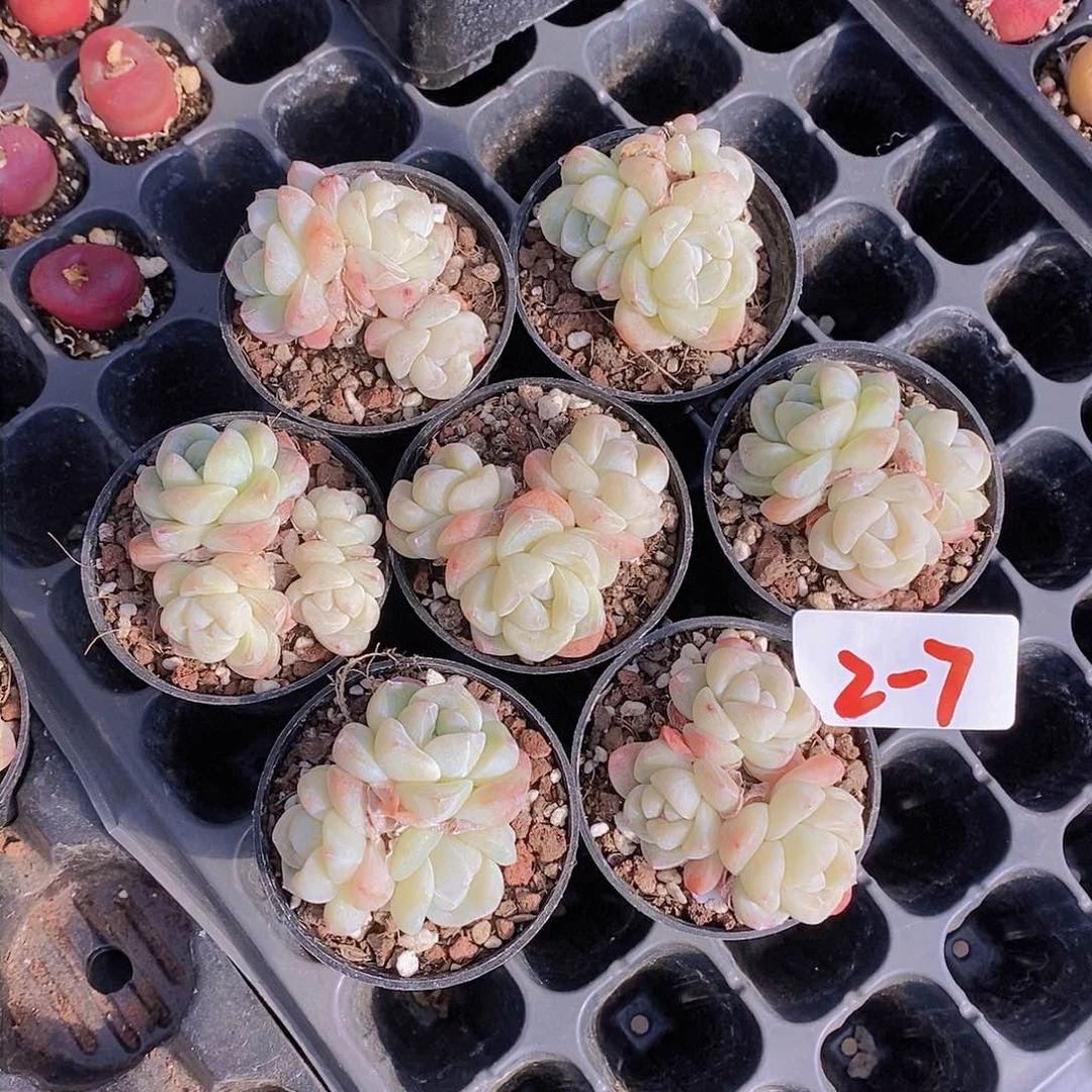 2-7-小冰玉三头福利一颗 量拍