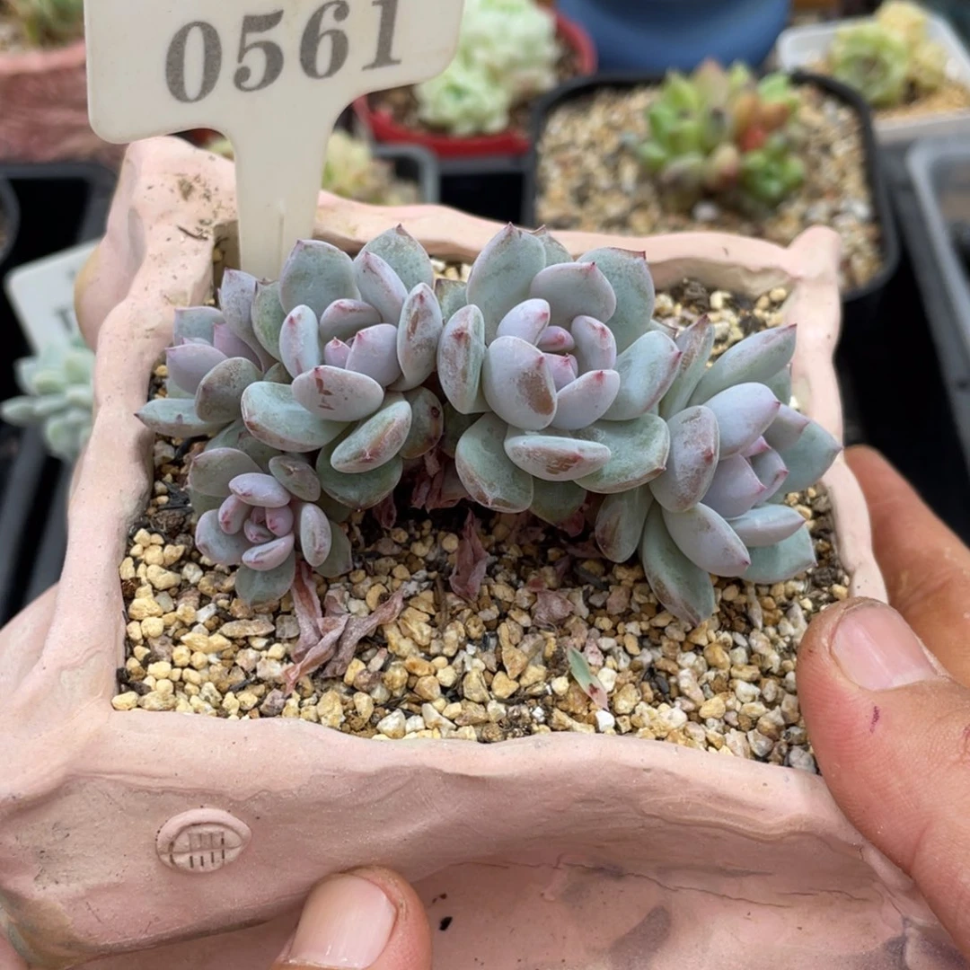 0561星星橙不带盆9厘米