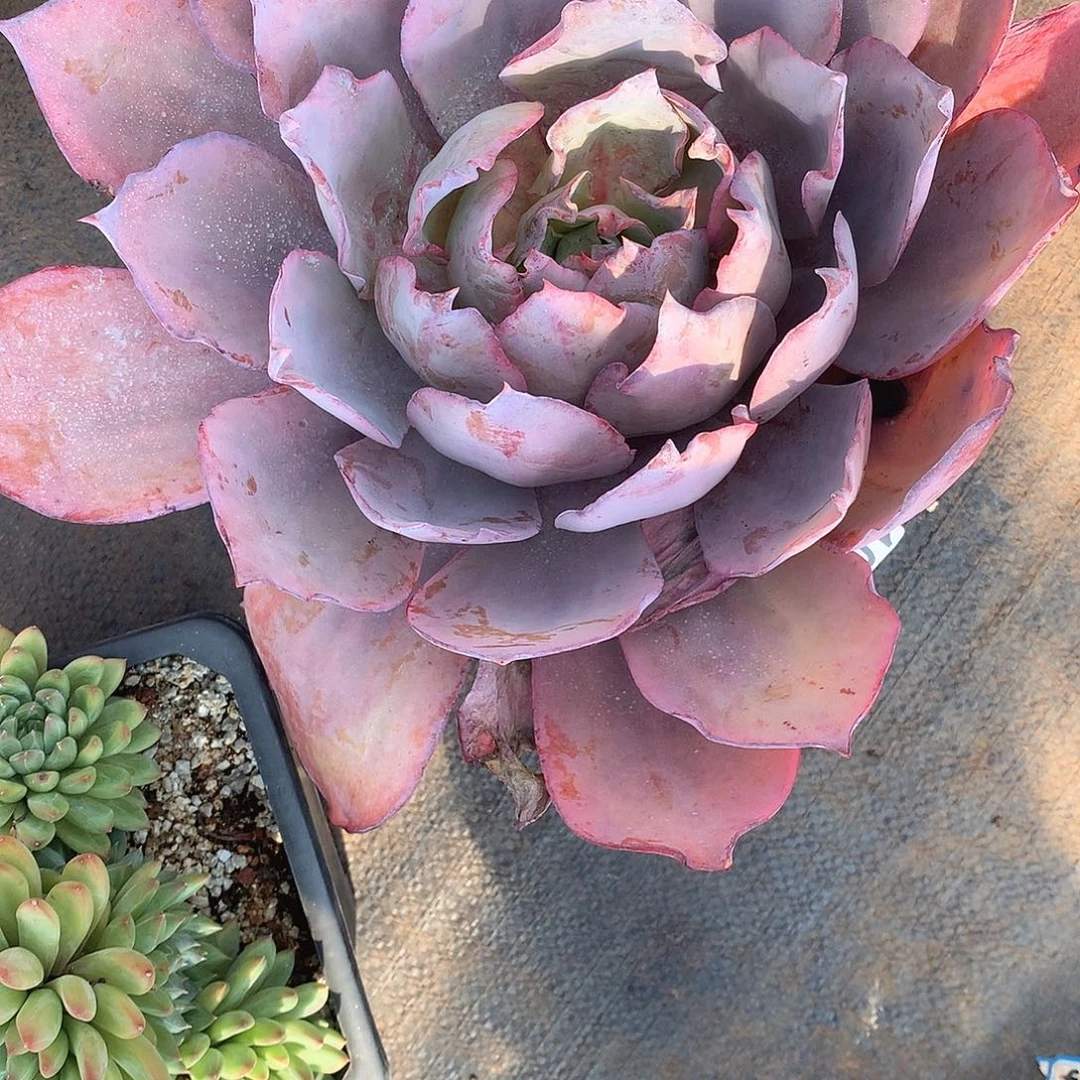 101晚霞一物一拍多肉