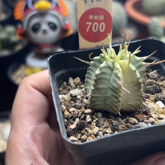 强刺斑马锦3.3cm