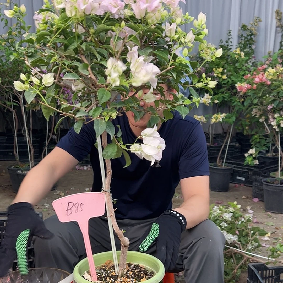 阿***彩大部分花苞少量开放B85苹果花