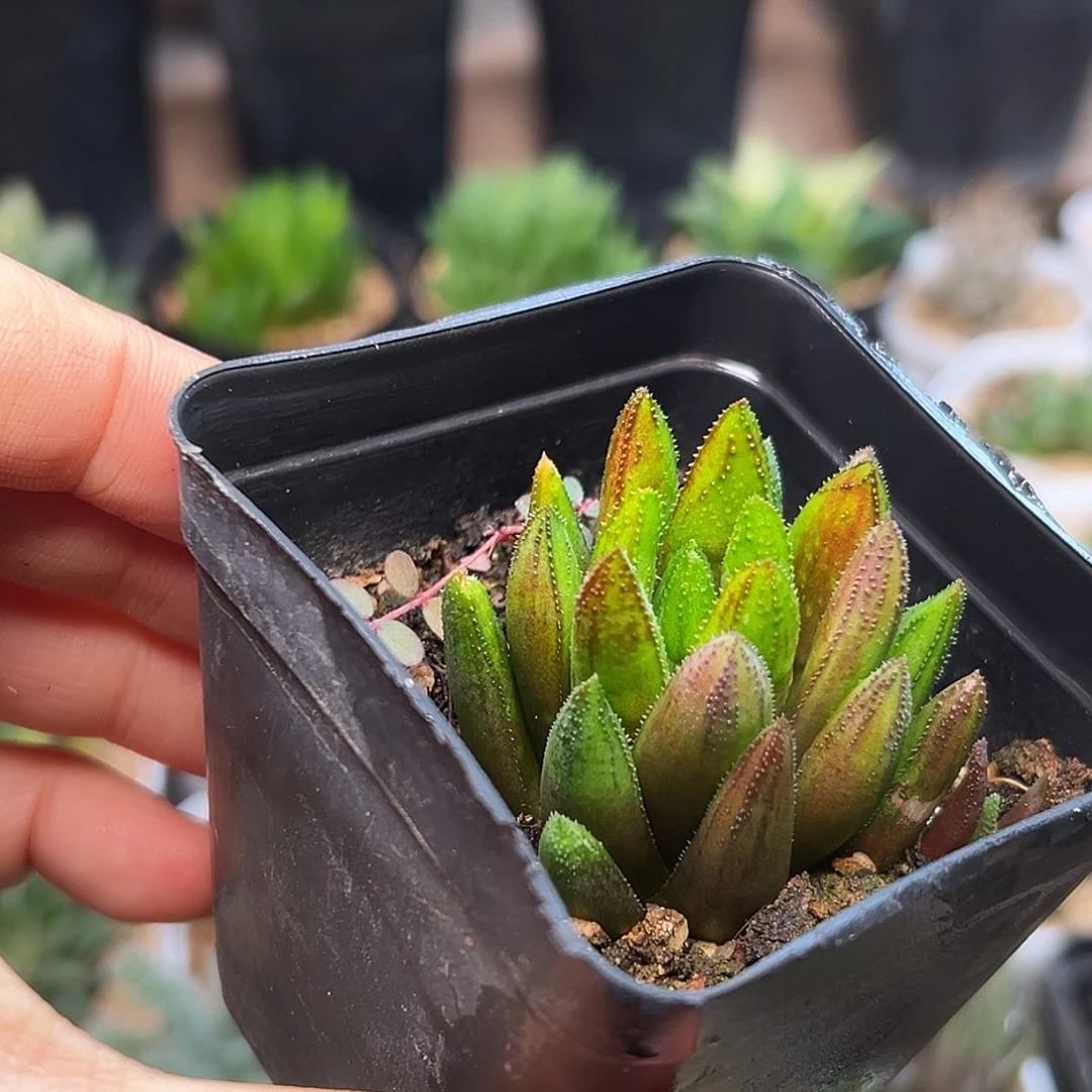 齿鲸硬叶十二卷一颗