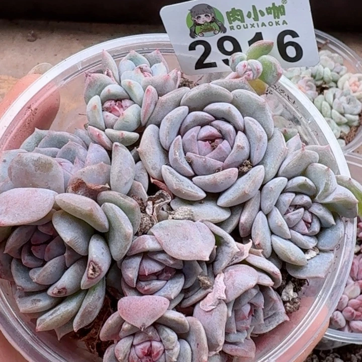 多肉植物多肉植物