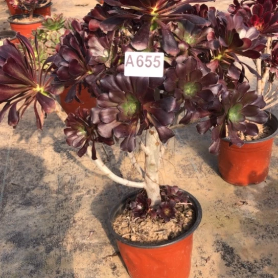 法师多肉植物知**乐法师655