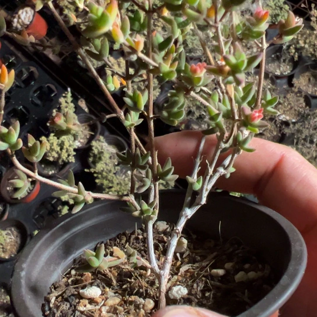 猫耳朵90杯老桩福利