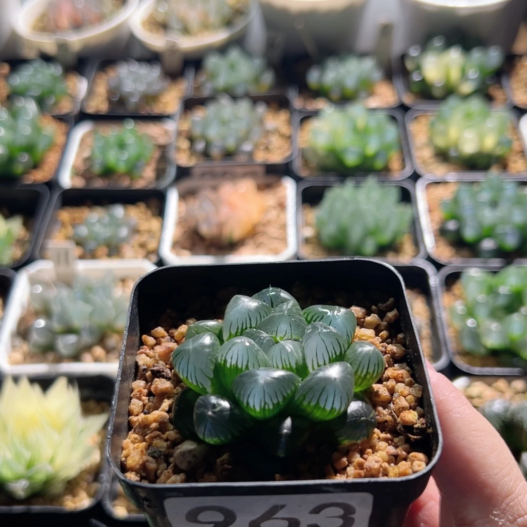 963号圆头实生玉露多肉