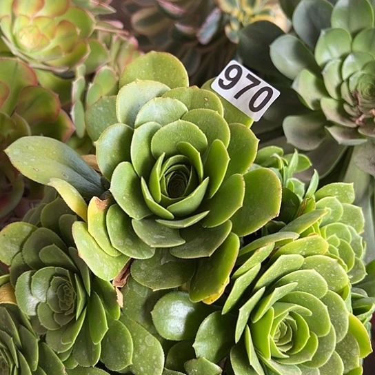 幸**福多肉植物一个缺枝