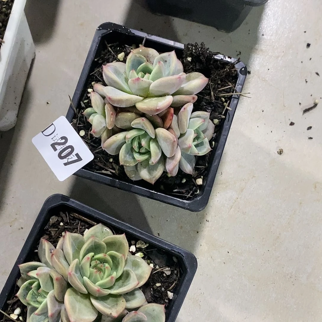 卷*?207夜魔侠多肉送一个