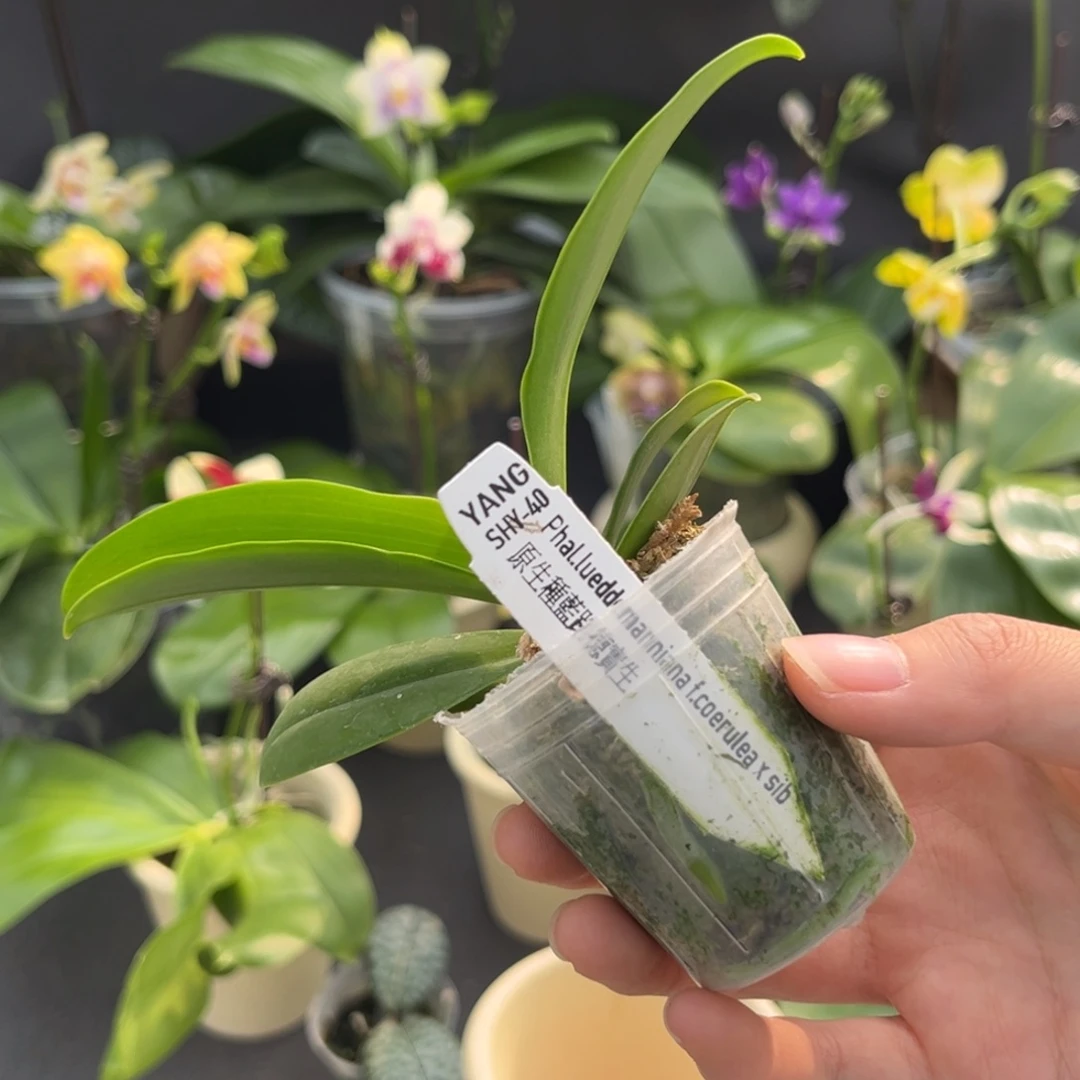 无花朵1.7寸蓝路德兄弟交苗