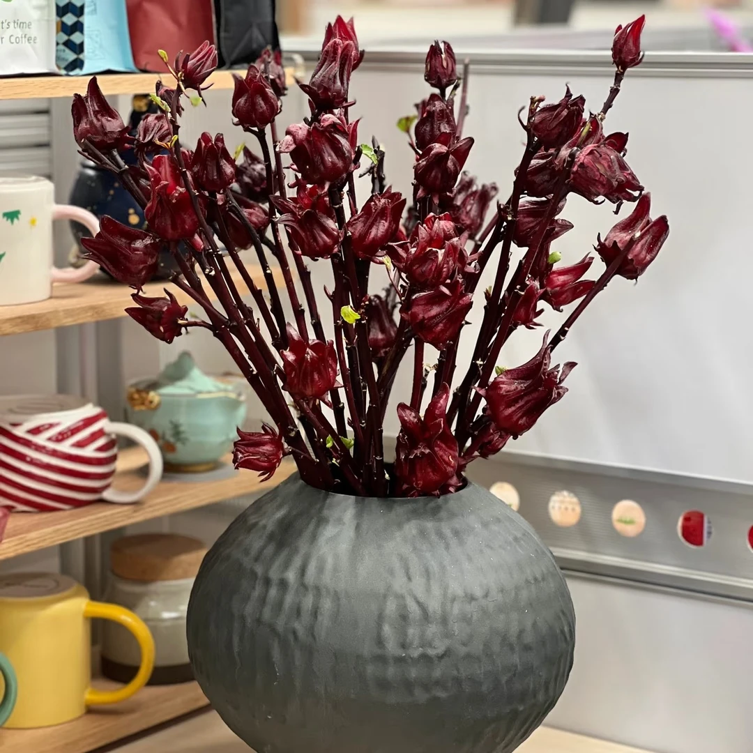 【小众花材】洛神花，插瓶后花瓣可食用，花期超长（20%损耗不售后）