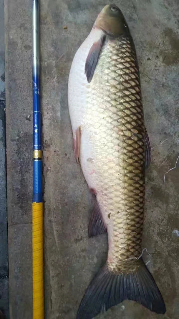 宝飞龙库霸休闲钓竿长尺高碳综合杆28偏37鱼竿高碳东丽46T碳布