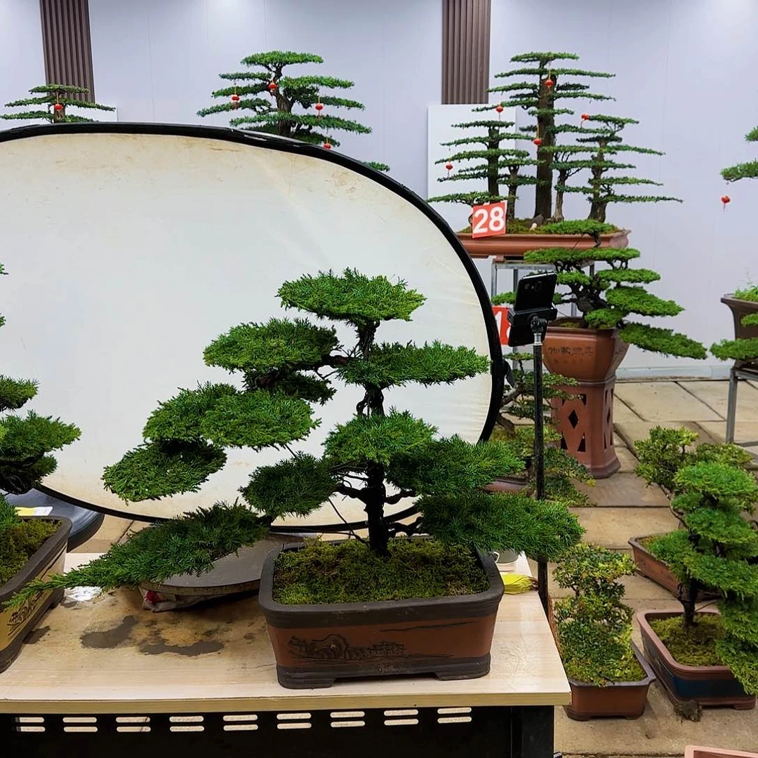 盆景直播间一物一拍