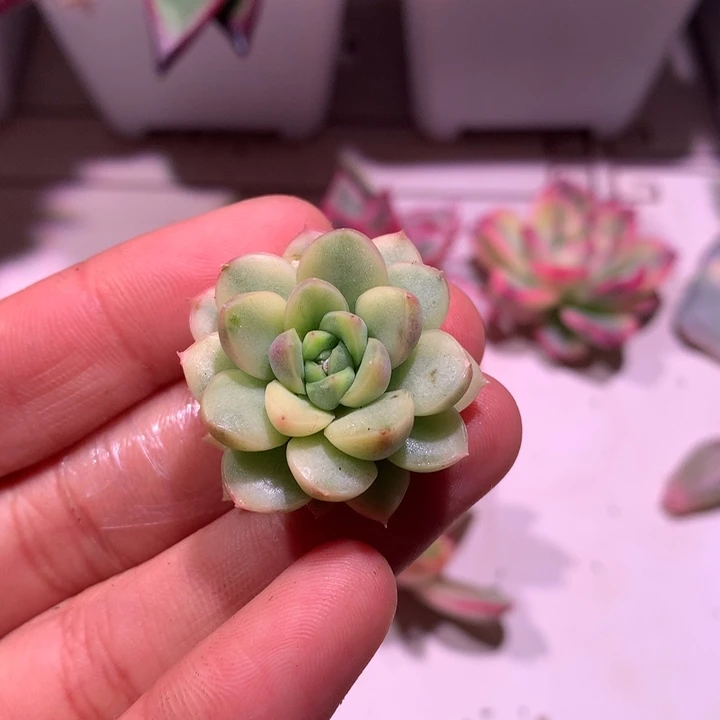 不知名锦腹轮锦锦锦