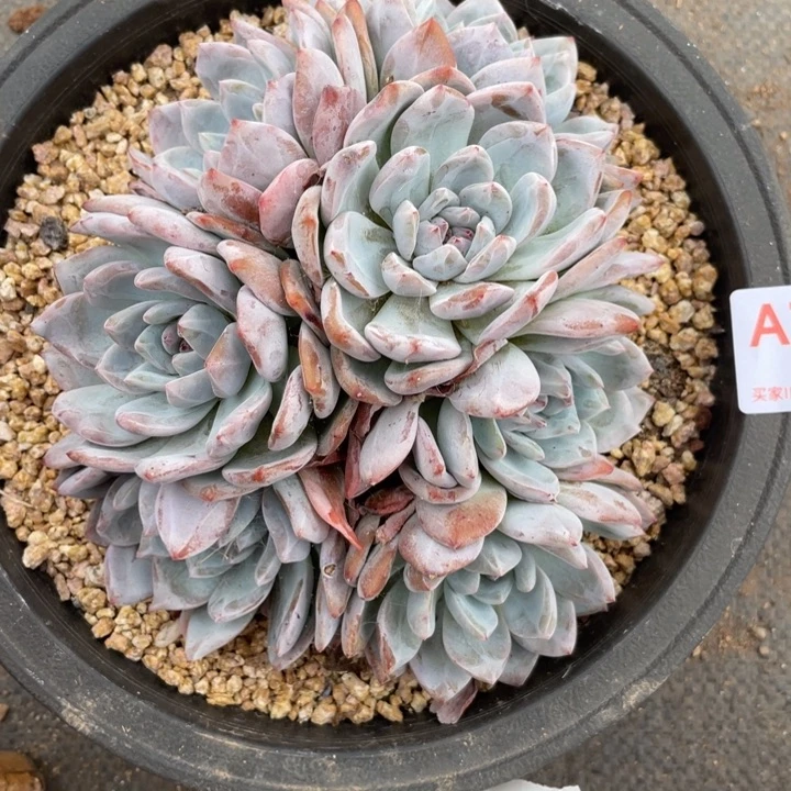 791 满20包邮脱土发货