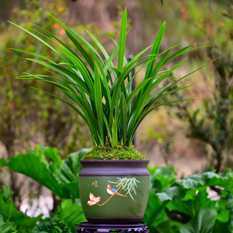 墨兰铭品【春雪】高端紫砂盆 好养盆栽顺丰包邮