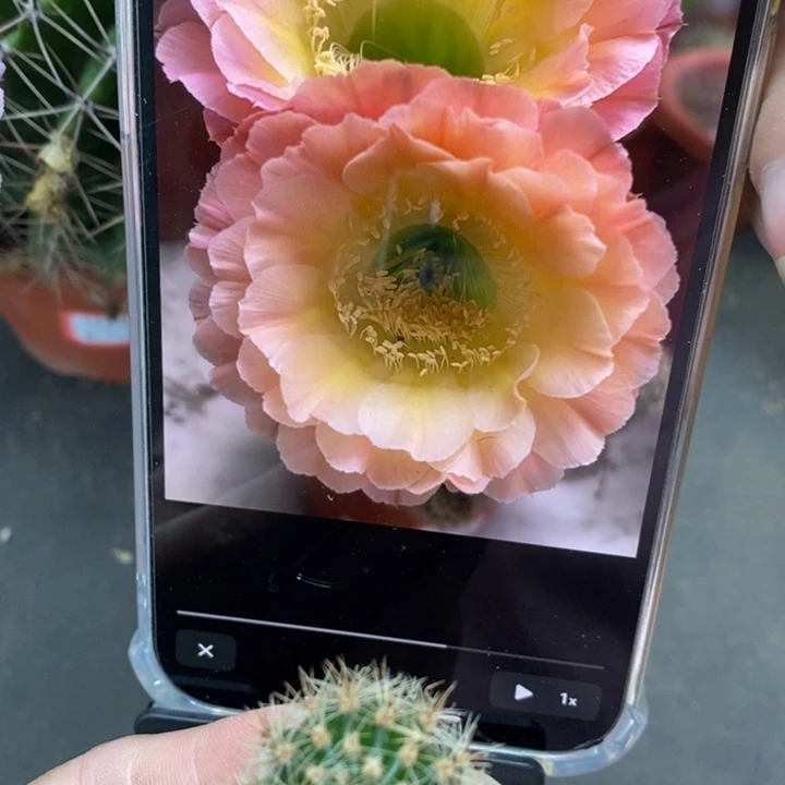 香香落日侧芽2公分左右