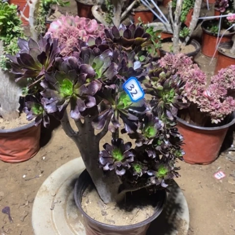 黑法师缀朵朵一物一拍