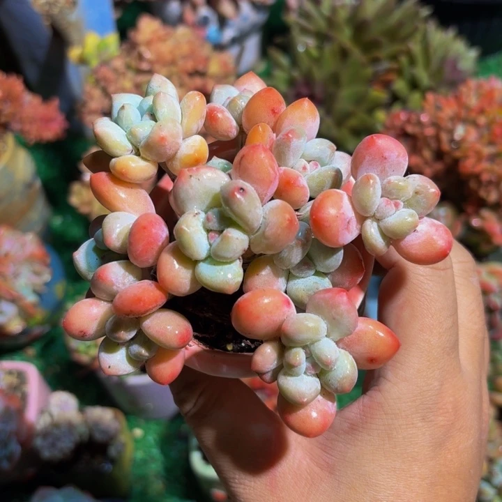 香水老桩多肉一颗