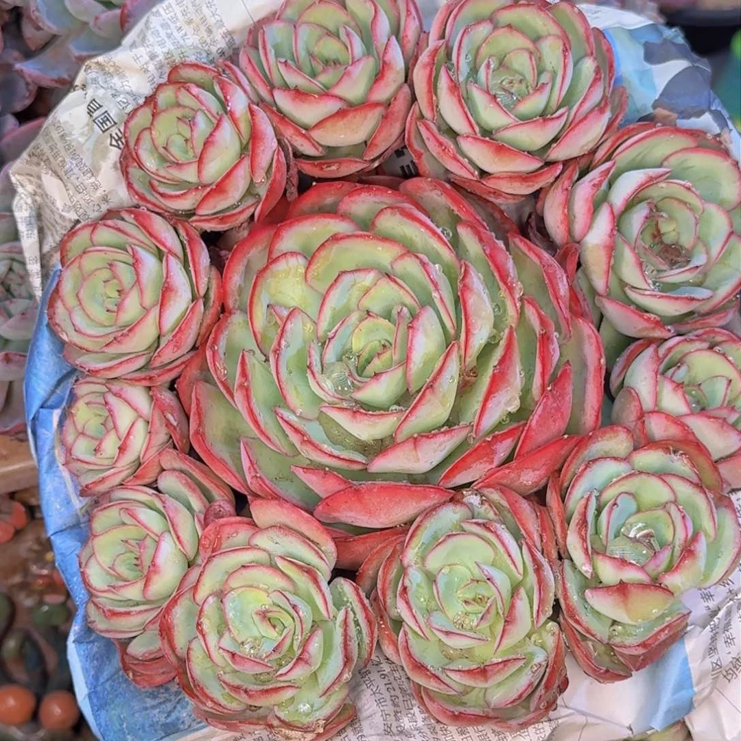 多肉植物的生长发育和
