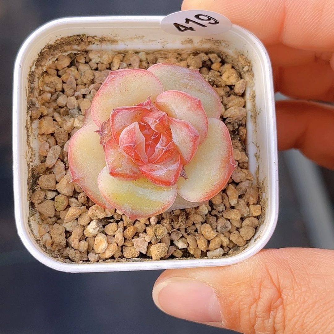 419 纽扣珍妮 微瑕 清