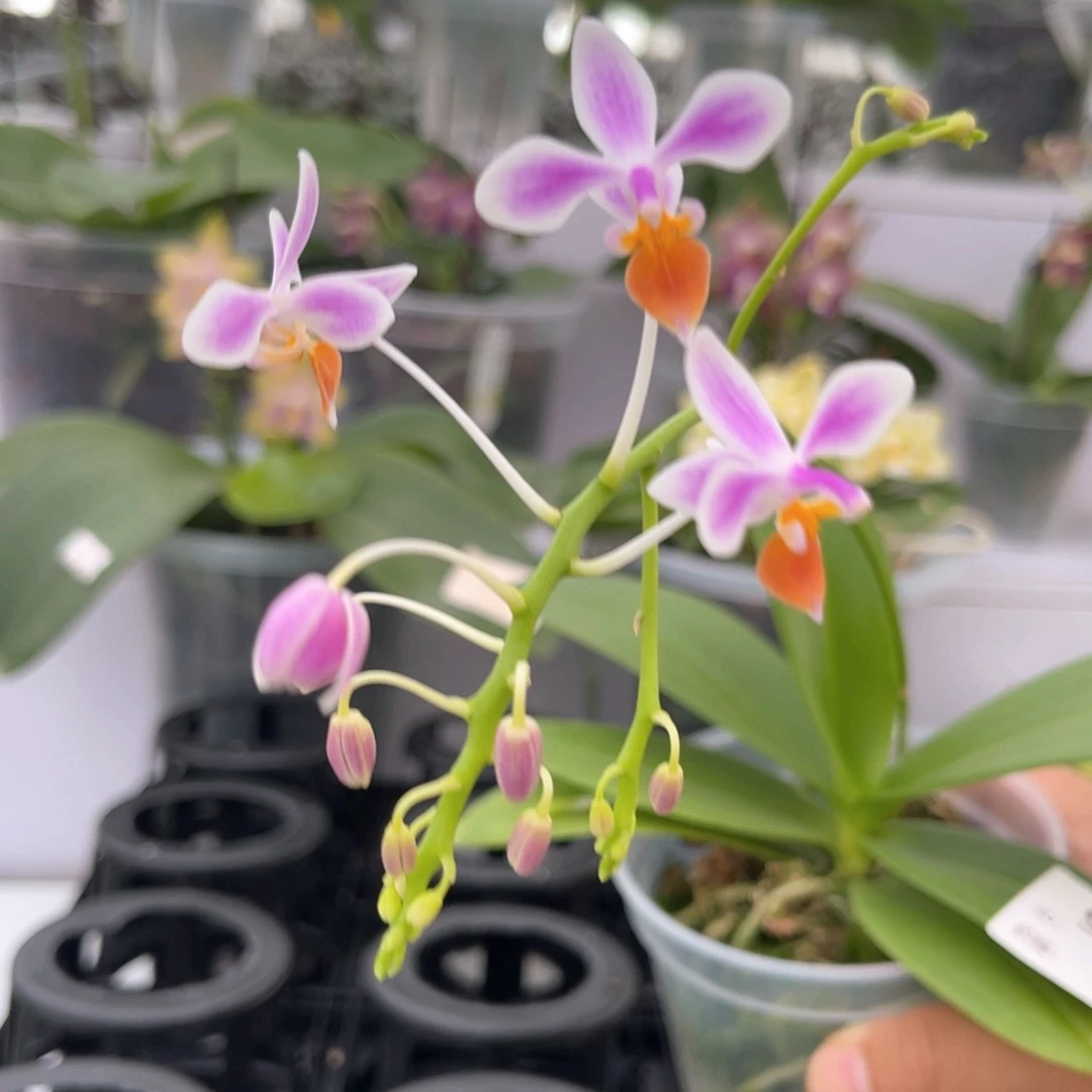 完全开放985 专拍 橘唇EQ