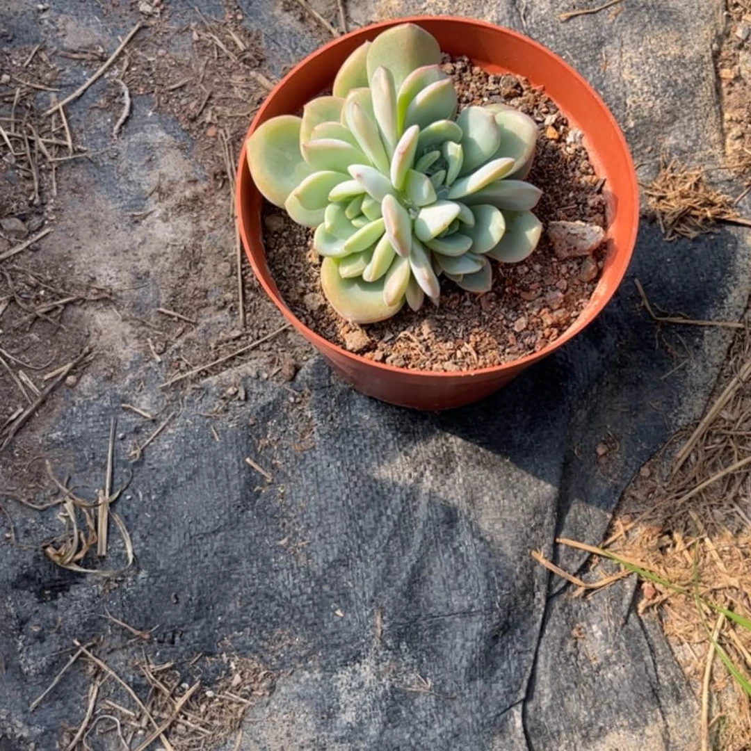 【闪购商品】无花朵陌**留